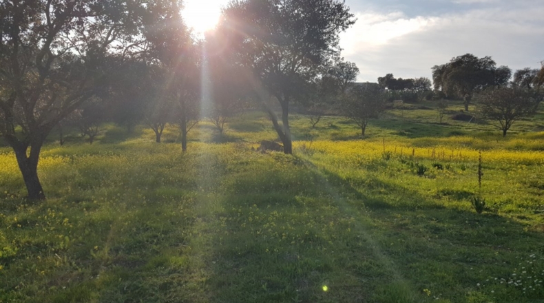 Badajoz - Badajoz - 7270m2