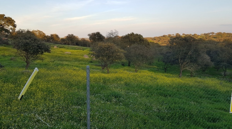 Badajoz - Badajoz - 7270m2