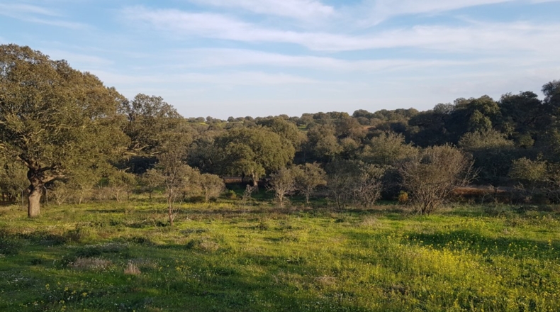 Badajoz - Badajoz - 7270m2