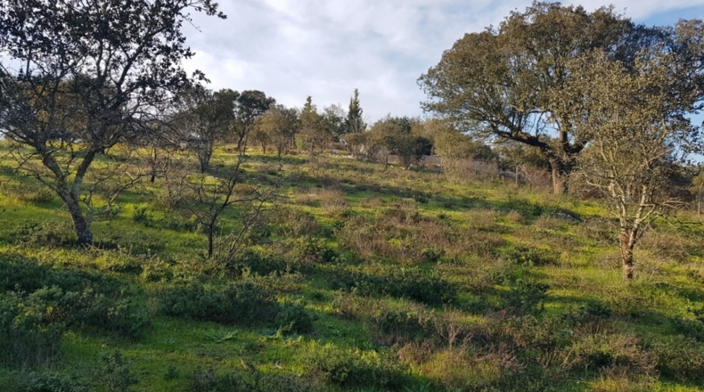 Badajoz - Badajoz - 7270m2