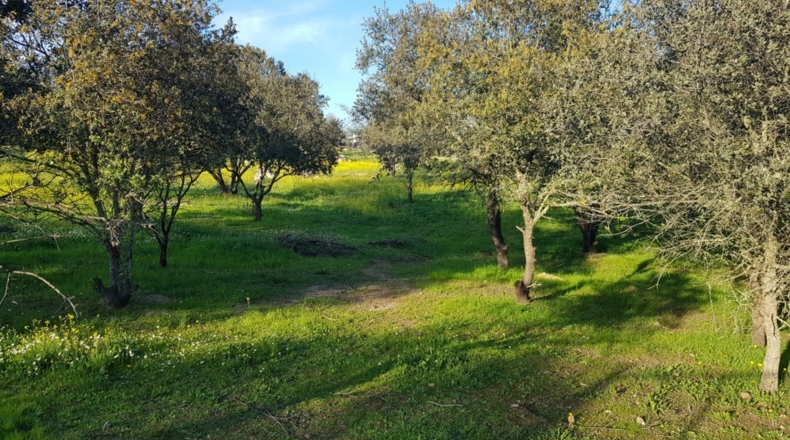 Badajoz - Badajoz - 7270m2