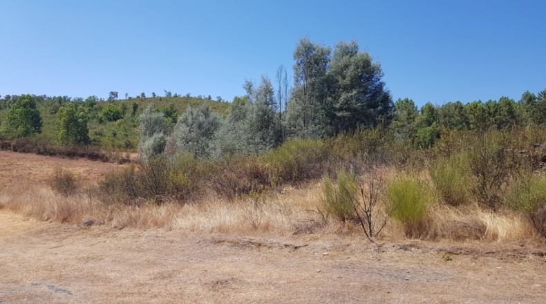 Badajoz - La Codosera - 23330m2