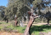 Parcel·la urbanitzable en venda a Badajoz ref.: TR307572 foto