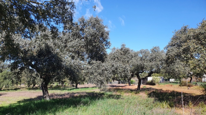 Badajoz - Badajoz - 8800m2