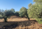 Terreny no urbanitzable en venda a Badajoz ref.: TR349276 foto