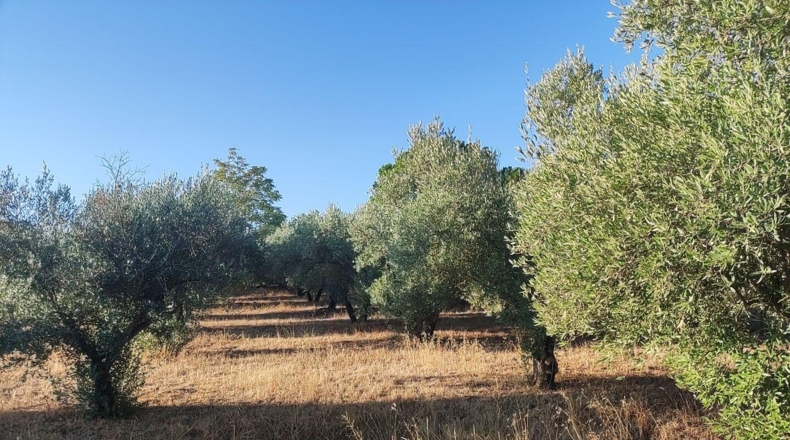 Badajoz - Badajoz - 4796m2