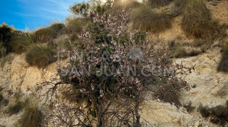 Alicante - l'Almoraig - 630000m2