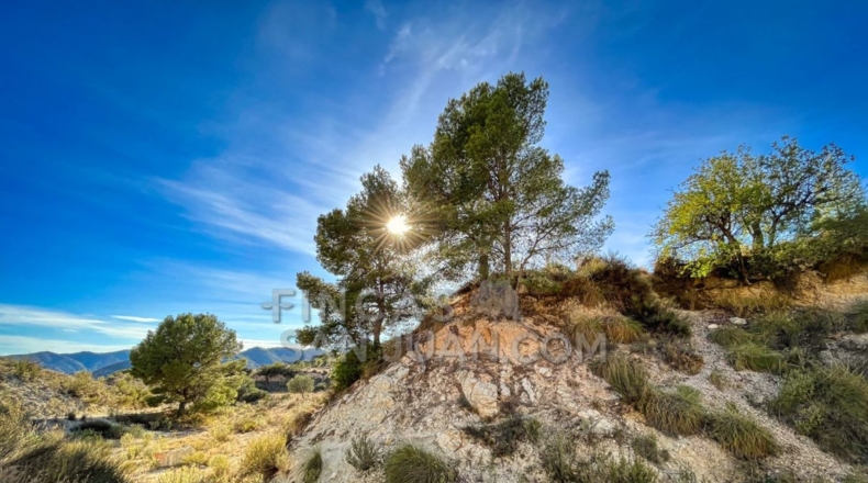 Alicante - l'Almoraig - 630000m2