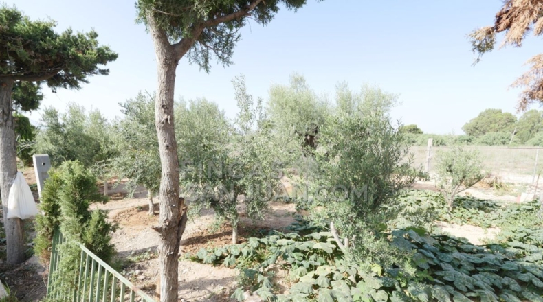 Alicante - San Vicente del Raspeig - 4500m2