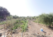 Finca rústica en venda a Sant Vicent del Raspeig ref.: TR82101 foto