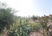 Finca rústica en venda a Sant Vicent del Raspeig ref.: TR82101 foto