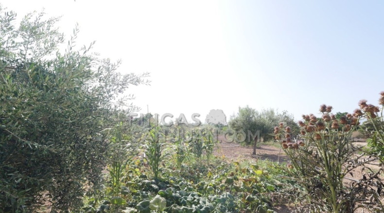 Alicante - San Vicente del Raspeig - 4500m2