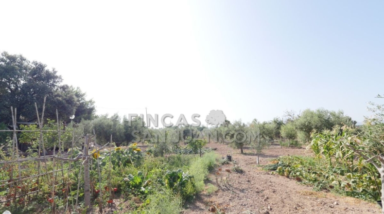 Alicante - San Vicente del Raspeig - 4500m2