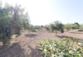 Finca rústica en venda a Sant Vicent del Raspeig ref.: TR82101 foto