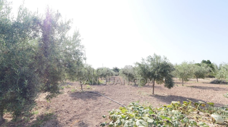 Alicante - San Vicente del Raspeig - 4500m2