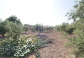 Finca rústica en venda a Sant Vicent del Raspeig ref.: TR82101 foto
