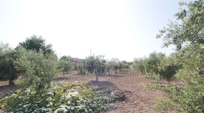 Alicante - San Vicente del Raspeig - 4500m2