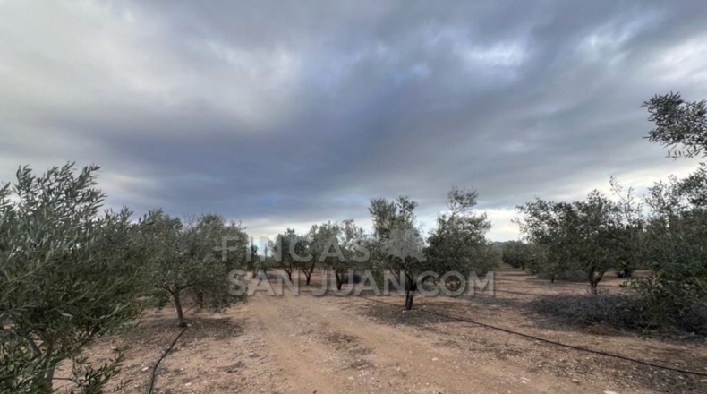 Alicante - Biar - 10275m2