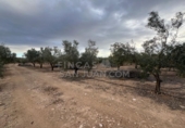Rural estate for sale in Biar ref: TR202639 photo