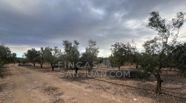 Alicante - Biar - 10275m2