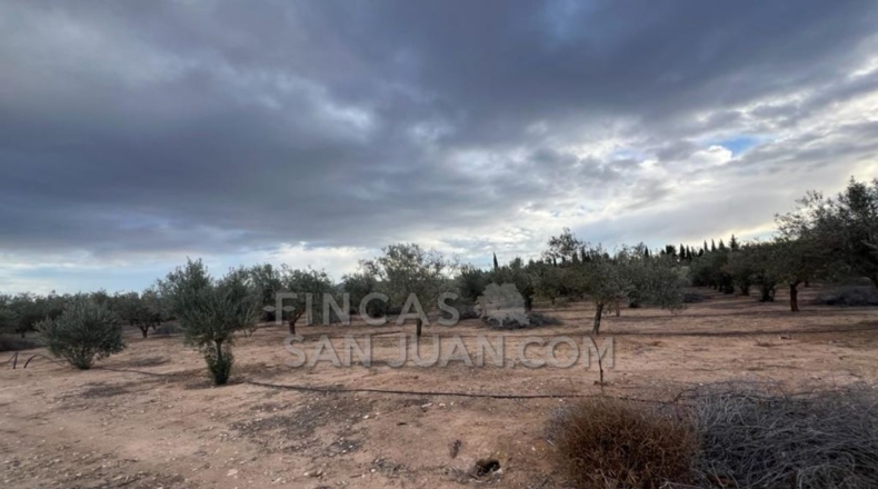 Alicante - Biar - 10275m2