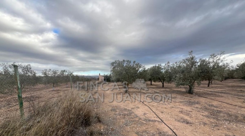 Alicante - Biar - 10275m2
