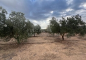 Rural estate for sale in Biar ref: TR202639 photo