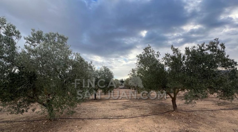 Alicante - Biar - 10275m2