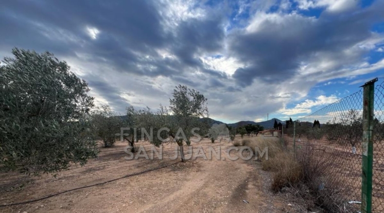 Alicante - Biar - 10275m2