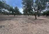 Rural estate for sale in Biar ref: TR202639 photo