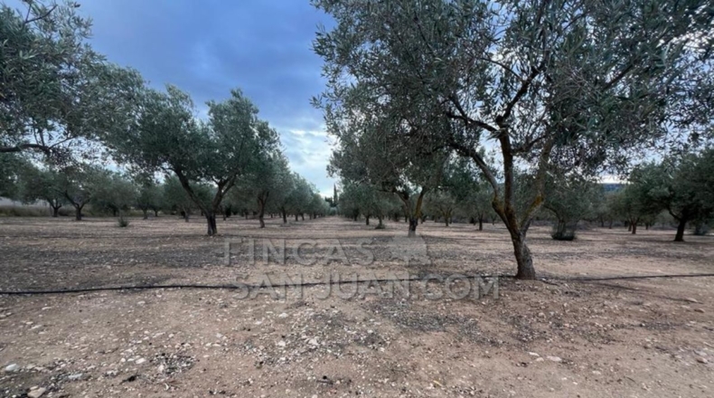 Alicante - Biar - 10275m2