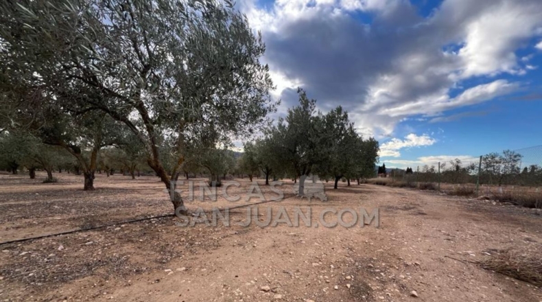 Alicante - Biar - 10275m2