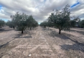 Rural estate for sale in Biar ref: TR202639 photo