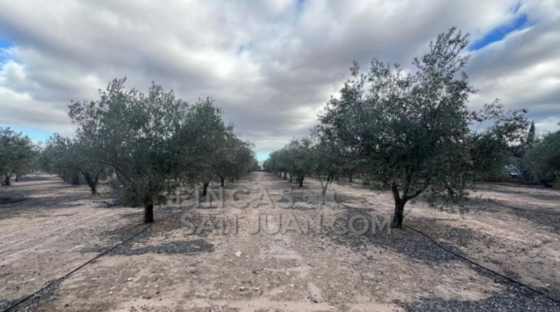 Alicante - Biar - 10275m2