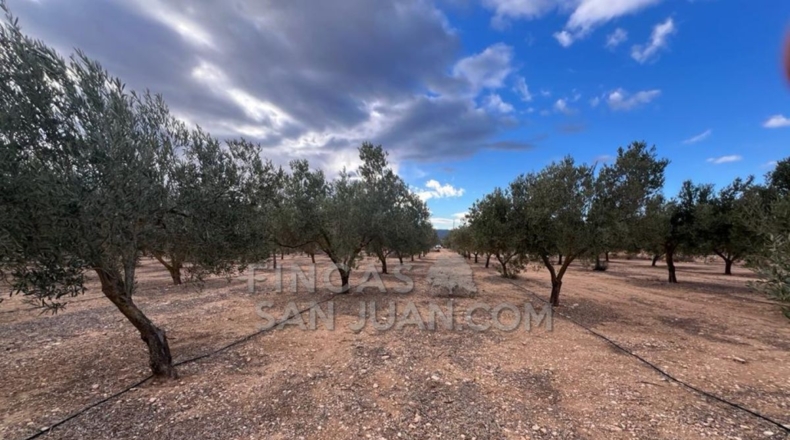 Alicante - Biar - 10275m2