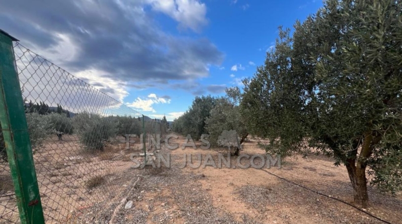 Alicante - Biar - 10275m2