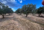 Rural estate for sale in Biar ref: TR202639 photo