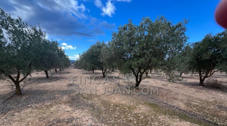 Alicante - Biar - 10275m2