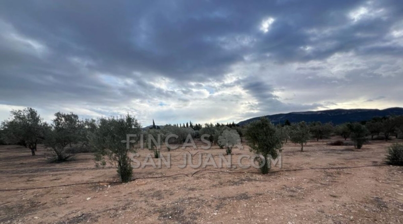 Alicante - Biar - 10275m2