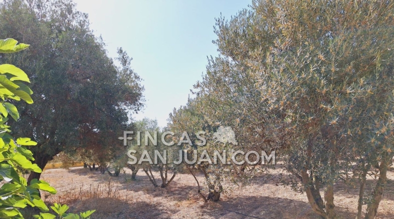 Alicante - Alicante - 5300m2