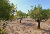 Xalet independent amb terreny en venda a Sant Joan d'Alacant ref.: TR251670 foto