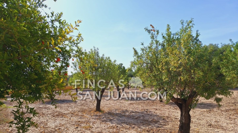 Alicante - Alicante - 5300m2