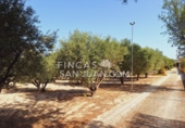 Xalet independent amb terreny en venda a Sant Joan d'Alacant ref.: TR251670 foto