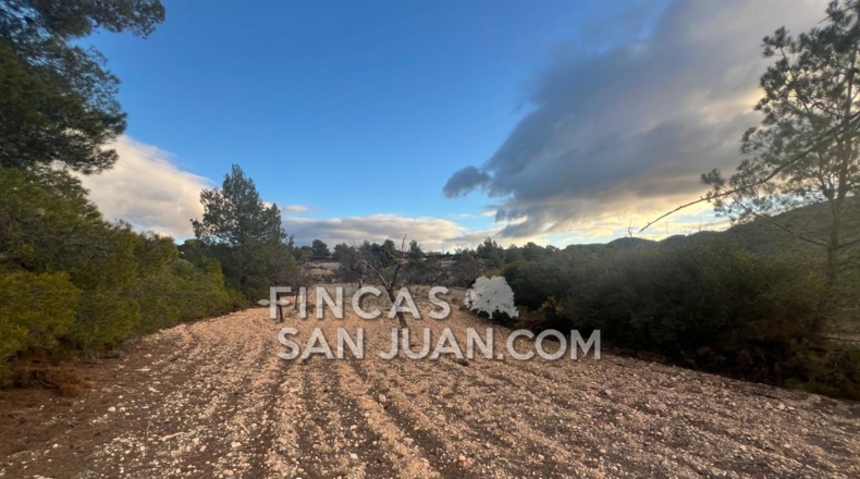 Alicante - Torremanzanas - 6000m2