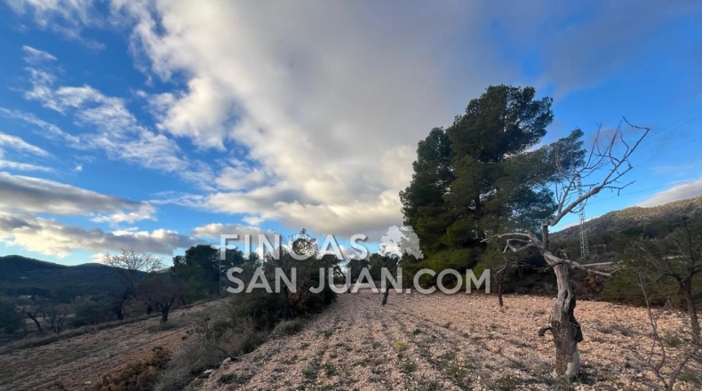 Alicante - Torremanzanas - 6000m2