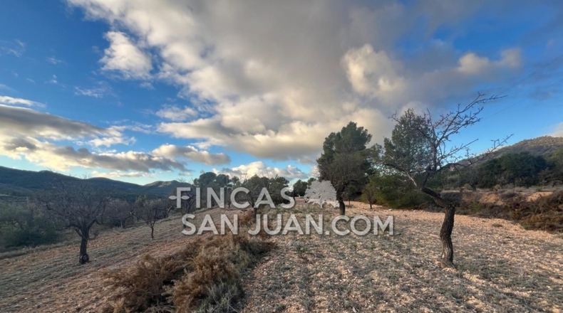 Alicante - Torremanzanas - 6000m2