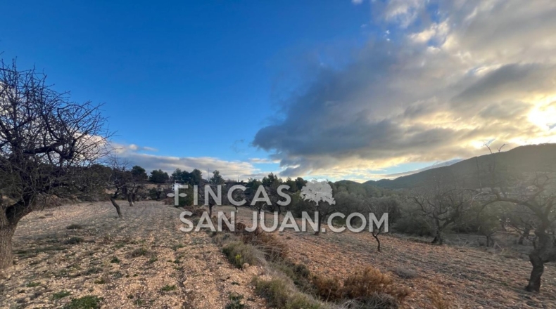 Alicante - Torremanzanas - 6000m2
