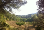Finca rústica en venda a la Torre de les Maçanes ref.: TR233510 foto