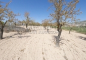 Non-developable land for sale in Novelda ref: TR339741 photo