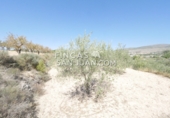 Non-developable land for sale in Novelda ref: TR339741 photo